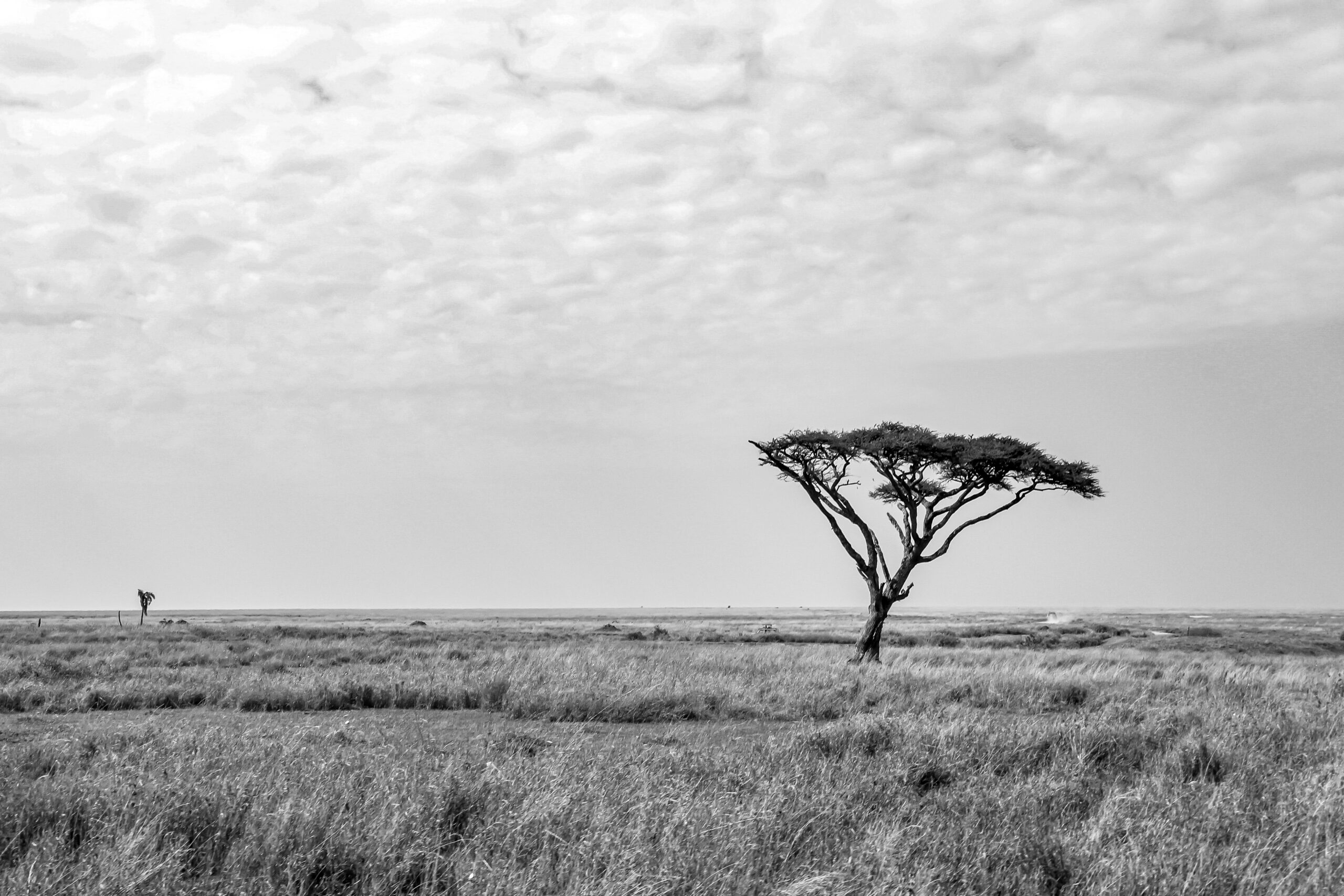 Exhibit Errance, Beauty of wildlife by Camille Massida Photography